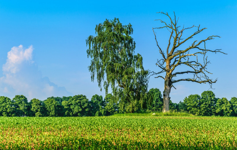 Ilustrační foto: mrtvé stromy v krajině vytvářejí důležité mikrobiotopy pro život celé řady organismů. Foto: pixabay.com