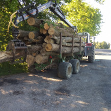 Sháníme práci těžba přiblížení dřeva 
