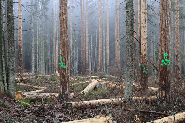 sumava_ztraceny_maly