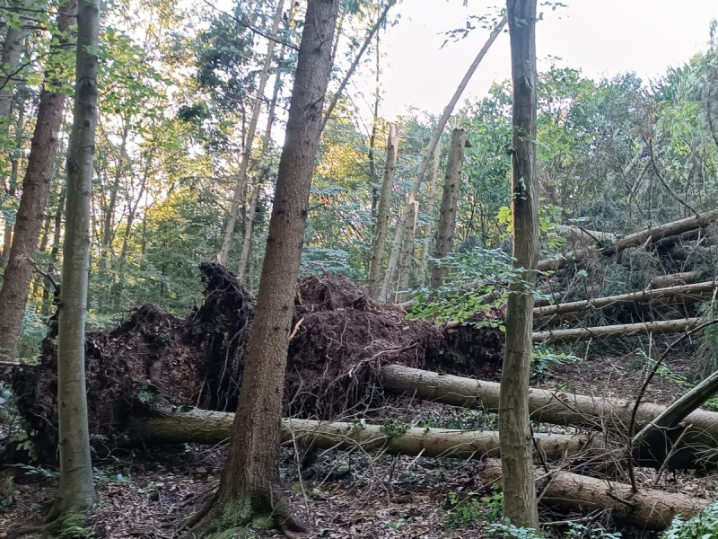 448927806 1287223829120924 8509769318168661183 n