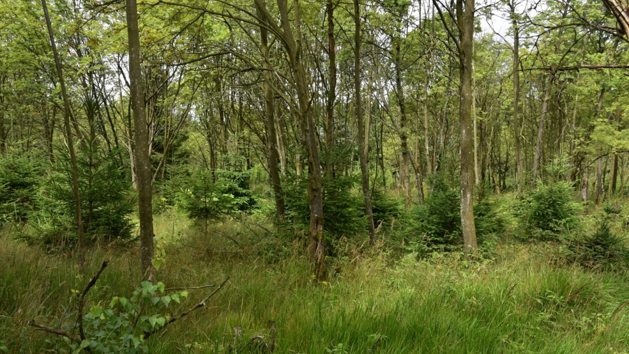 TZ VULHM smrk na výsypkách2