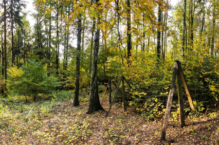 Odrůstání hojné přirozené obnovy javorů jen za plotem dokládá dlouhodobé nadměrné poškozování okusem.