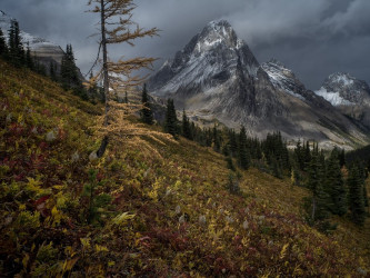 Horní hranice lesa ve Skalistých horách (v JZ Kanadě) s jednotlivě rostoucími modříny Larix occidentalis. Foto: P. Pokorný