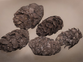 Unikátní nález šišek modřínu datovaných do poslední ledové doby z lokality Šafárka ve Spišské kotlině pod Tatrami. Nález Vlasty Jankovské, foto: P. Pokorný