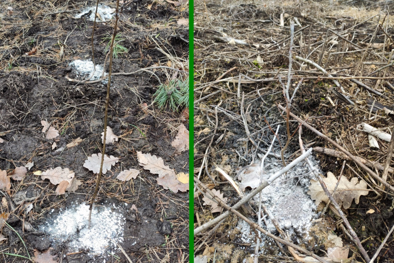 Aplikace 30 g přípravku na bázi karbidu vápníku na povrch půdy do oblasti kořenového krčku vysazených rostlin (experimentální plochy na lesních majetcích). Foto: archiv VÚLHM