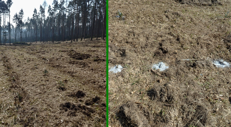 Paseka s podrceným klestem, kde je viditelné rytí od prasat, a výsadba ošetřená repelentem na stejné ploše. Foto: archiv VÚLHM